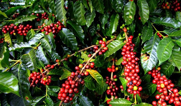 coffee image 3