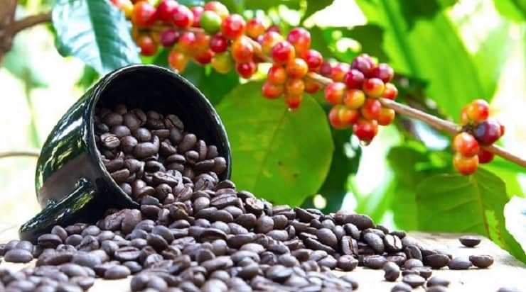 coffee image