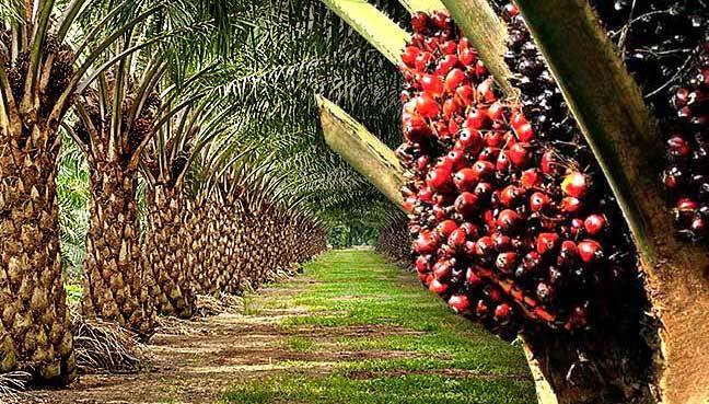 palm oil image 3